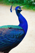 burung-merak 14 senarai